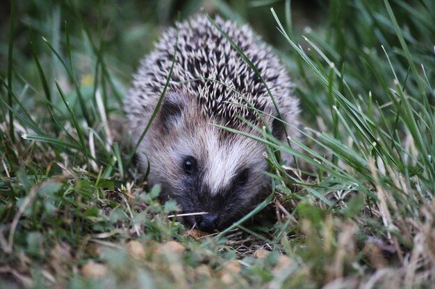 Photo little baby hedgehog