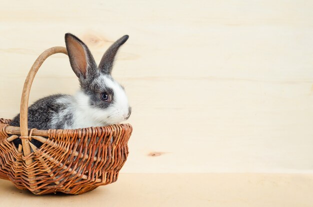 Piccolo coniglio del bambino, coniglietto che mangia le foglie della lattuga e la carota nel cestino. cibo per roditori, animali domestici. felice concetto di pasqua.