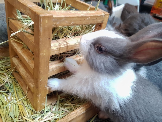 草を食べる小さな赤ちゃんウサギ