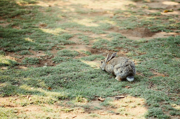 Little baby rabbit walking on the meadow eating grass