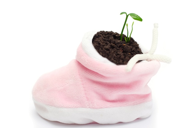 Little baby shoe with green sprout within on a white