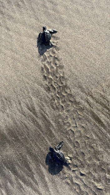 Little baby turtles for the first time on the beach