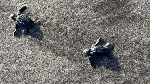 Little baby turtles for the first time on the beach