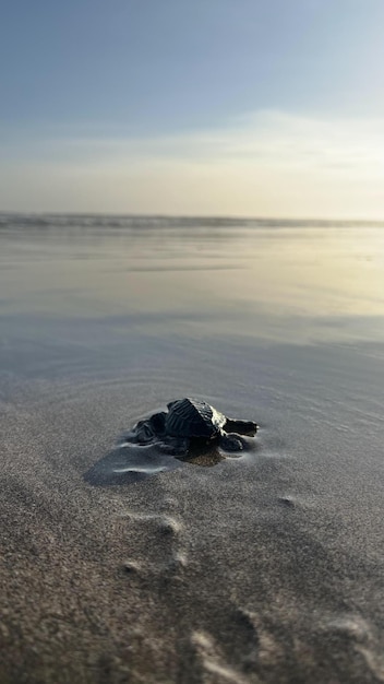 Little baby turtles for the first time on the beach