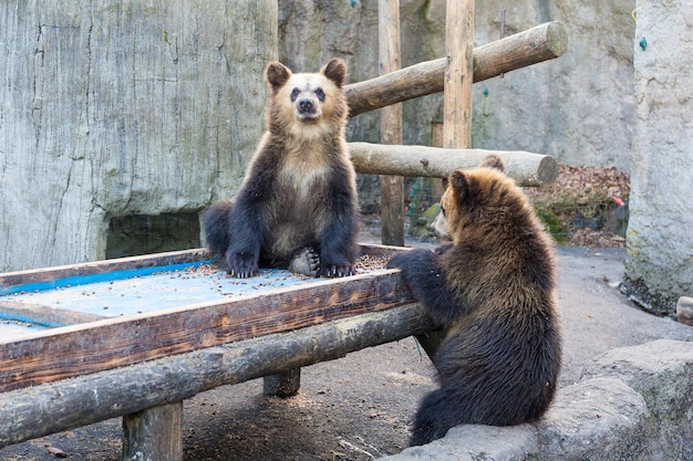 Little bear in zoo