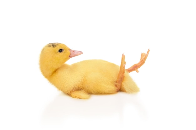 Photo little beautiful yellow duckling fell on his back and trying to stand with his legs moving, isolated on white background