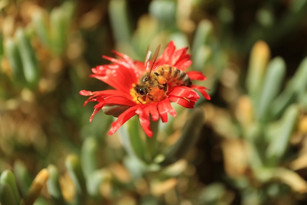 明るい赤のカルカラ多肉植物の花に蜜を集める小さな蜂