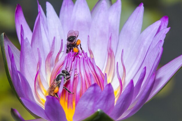 The little bee feeds on the nectar of the blooming purple lotus