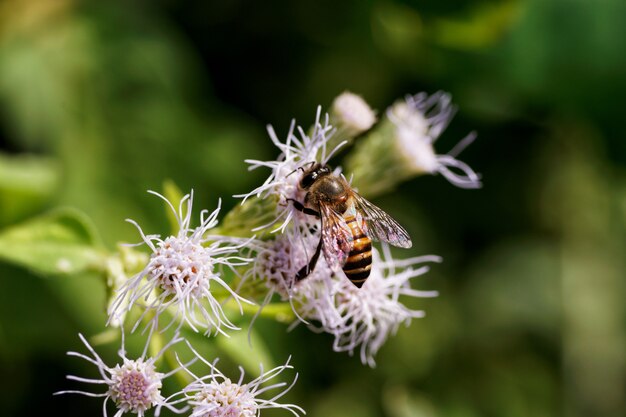 Foto piccola ape sul fiore