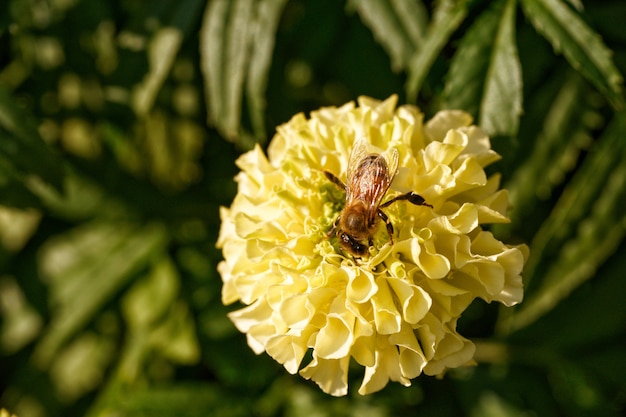 Foto piccola ape sul fiore