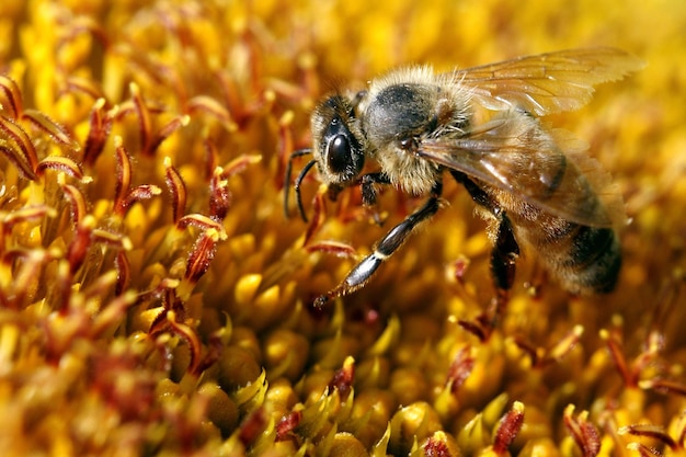 A little bee is foraging on a flower.