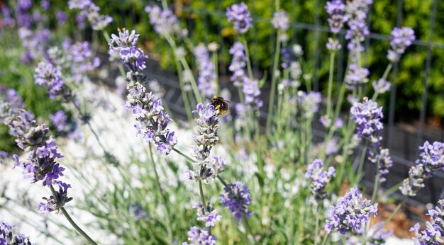 Little bee on the lavender flower in the garden Lavender flowers