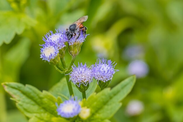 Little bee on the violet flower