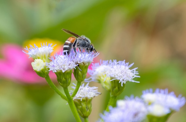 Little bee on the violet flower