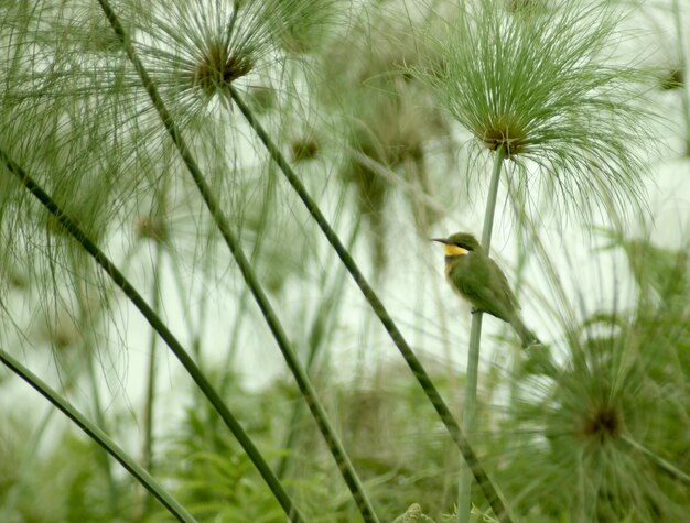 Photo little beeeater and papyrus plants