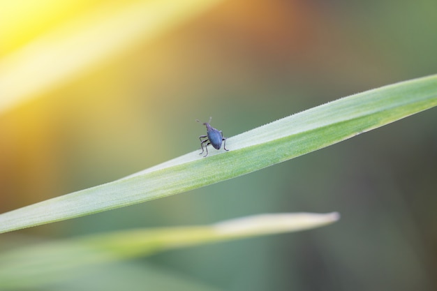 Little beetle on a green leaf, wild insect