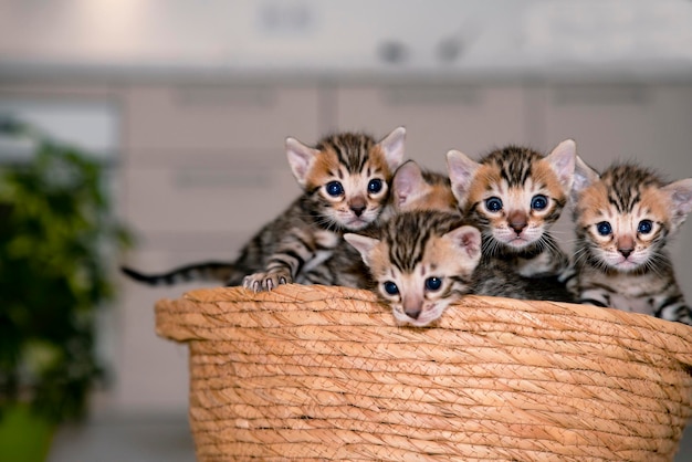 Little bengal kittens in a basket domestic pet leopard cats