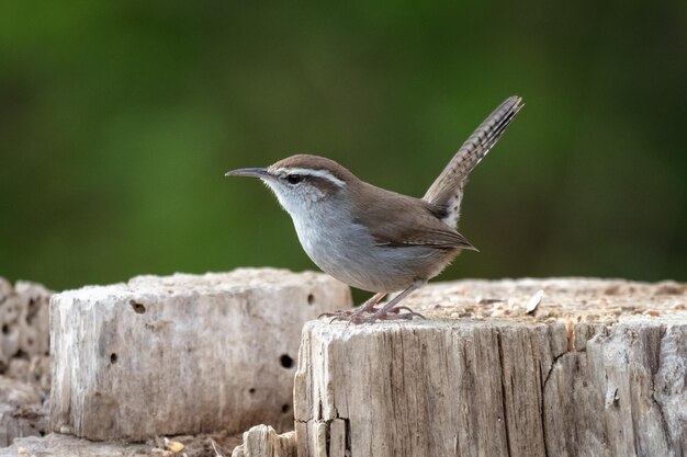 Foto un piccolo bewicks wren su un tronco