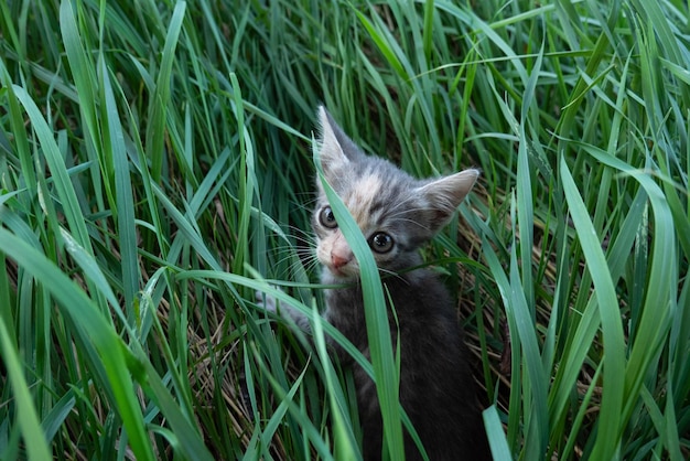 緑の草の中の大きな目の子猫