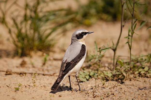 A little bird black and grey stay on land