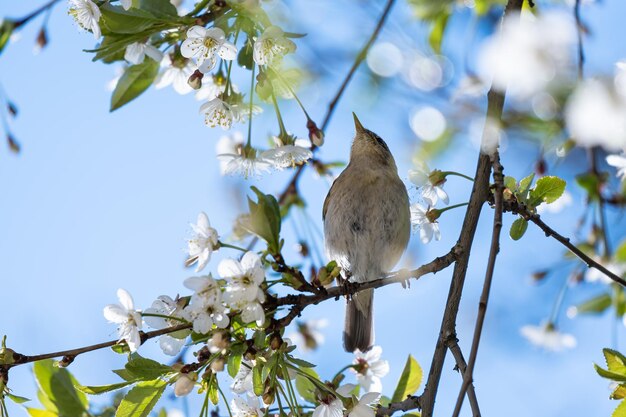 青い空を背景に桜の開花枝に小鳥ヒメウタイムシ