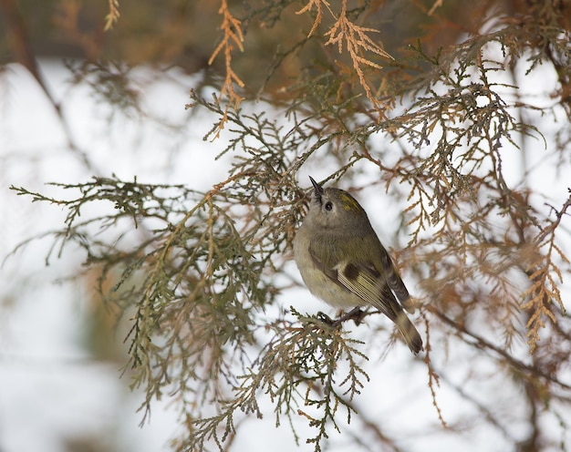 little bird chick on a green branch