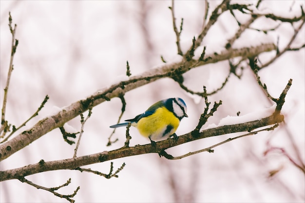 Little bird chickadee on a tree branch