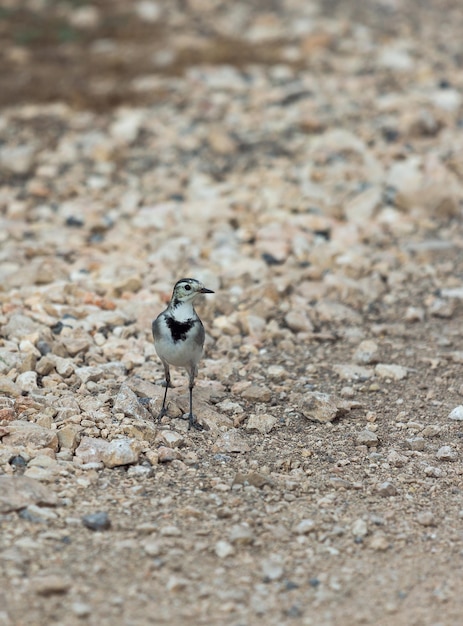 Little bird closeup on a background of stones