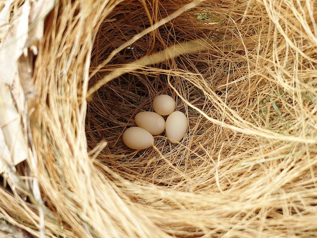 маленькие птичьи яйца в гнезде