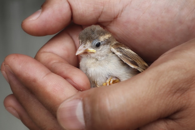 Foto piccolo uccello in mano