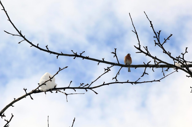 사진 눈 덮인 나무에 작은 새