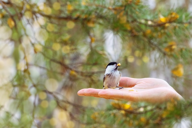 Photo little bird marsh tit eats food from  hand.