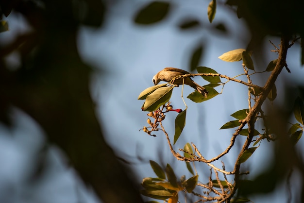 Little bird in the morning