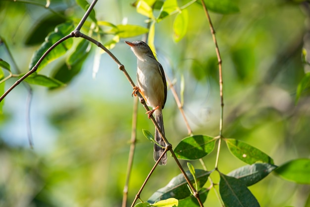 Little bird in the morning