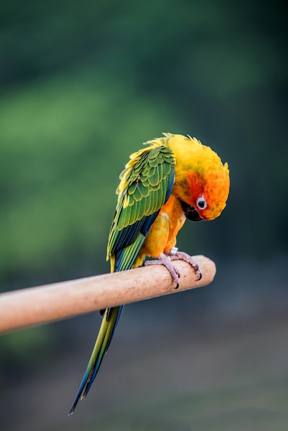 little bird in the natural park