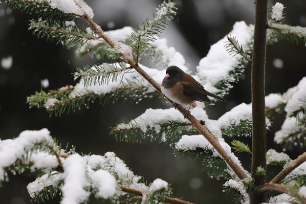 Photo little bird perched on a branch of evergreen in snowy winter