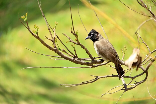 Photo little bird resting