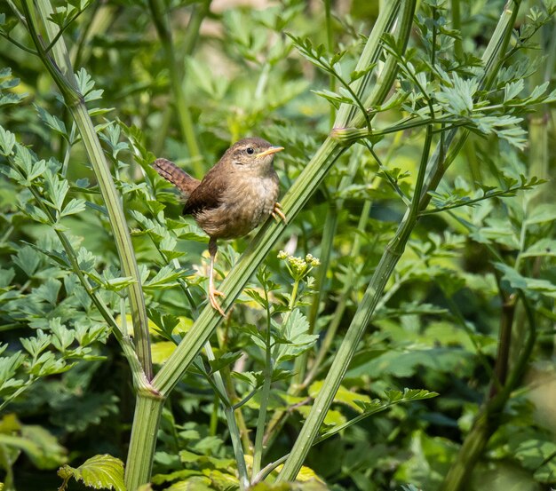 the little bird scans the horizon looking for insects