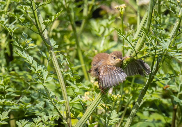 小鳥は昆虫を探して地平線をスキャンします