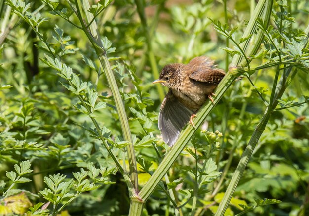 小鳥は昆虫を探して地平線をスキャンします