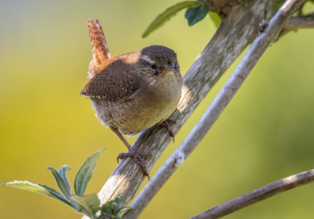 the little bird scans the horizon looking for insects