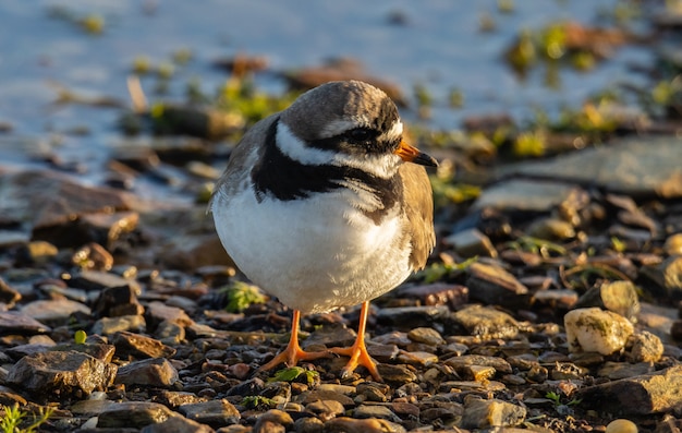 the little bird scans the horizon looking for insects