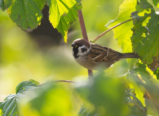 Photo little bird sitting on branch of tree tree sparrow passer montanus