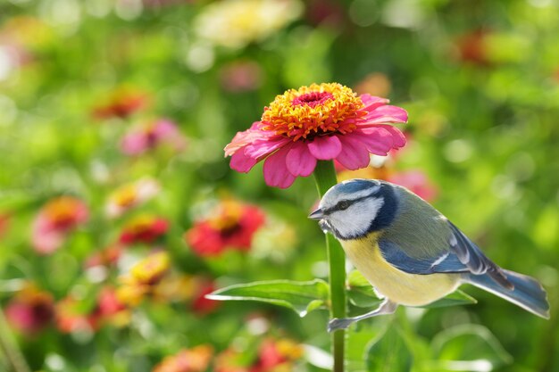 Photo a little bird sitting on zinnia flower the blue tit