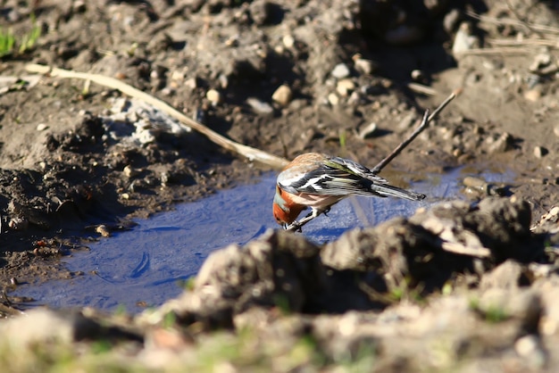 little bird Wagtail