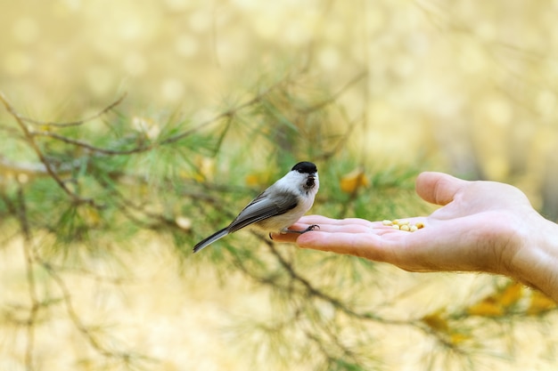 Little bird willow tit sits on arm of man. 