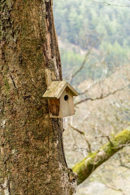 A Little birdhouse on a tree in woods of Glendalough Co Wicklow Ireland