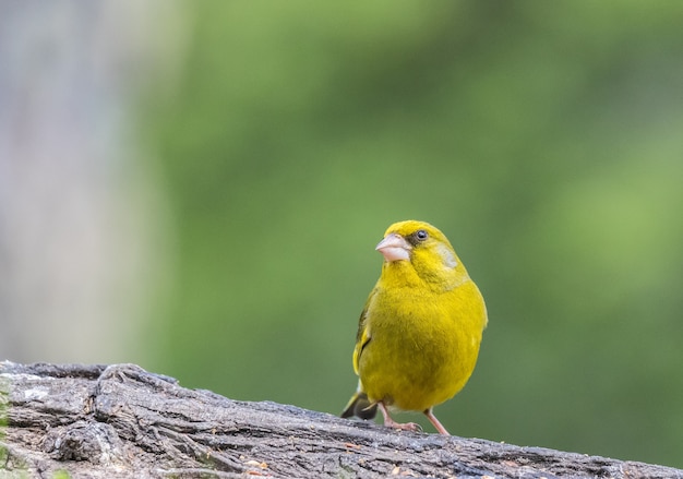 春の壮大な色をした小さな鳥たち