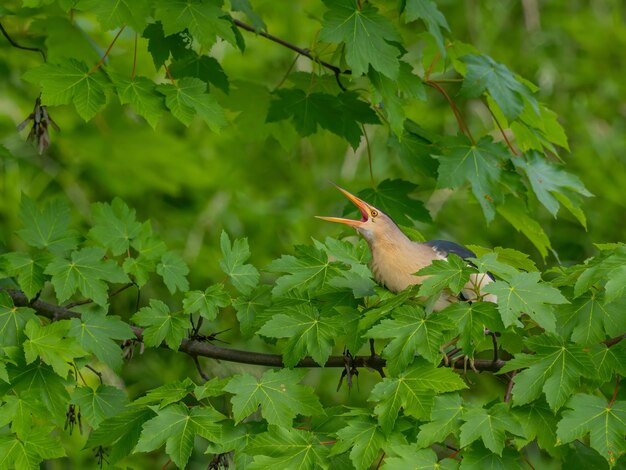 Photo little bittern on a branch among the maple leaves