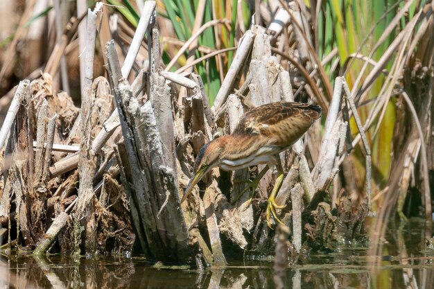 Little bittern or common little bittern Ixobrychus minutus Malaga Spain